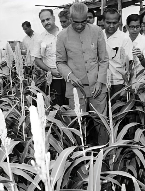 ज्वार के खेत को देखते हुए