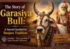 The Story of Garasiya Bull: A Sacred Symbol in Banjara Tradition
